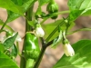 Πως καλλιεργώ πιπεριές - Οδηγίες &amp; Συμβουλές