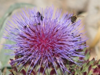 Άνθος αγκινάρας και μέλισσα