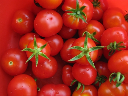Καλλιέργεια τομάτας (ντομάτας) - Οδηγίες &amp; Συμβουλές