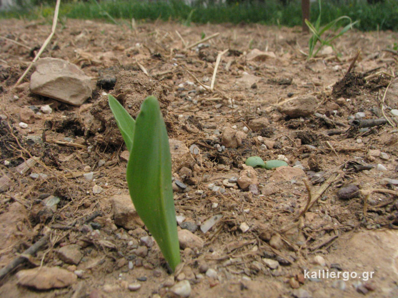corn-grows-02-2015-04-20.jpg