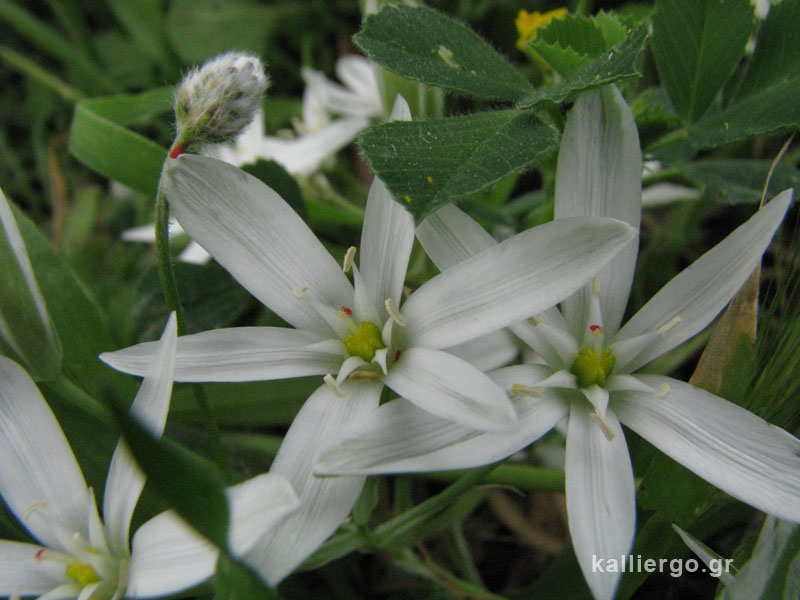 weed-flower-06-2015-04-20.jpg